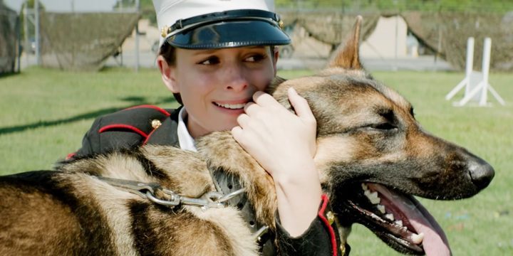 《忠犬》与《战犬瑞克斯》：真实感人的狗狗故事插图