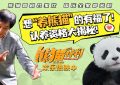 《熊猫计划》百度云资源下载（HD1080P资源下载）缩略图