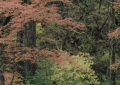 《归队》阿里云盘百度云网盘【1080P高清】下载缩略图