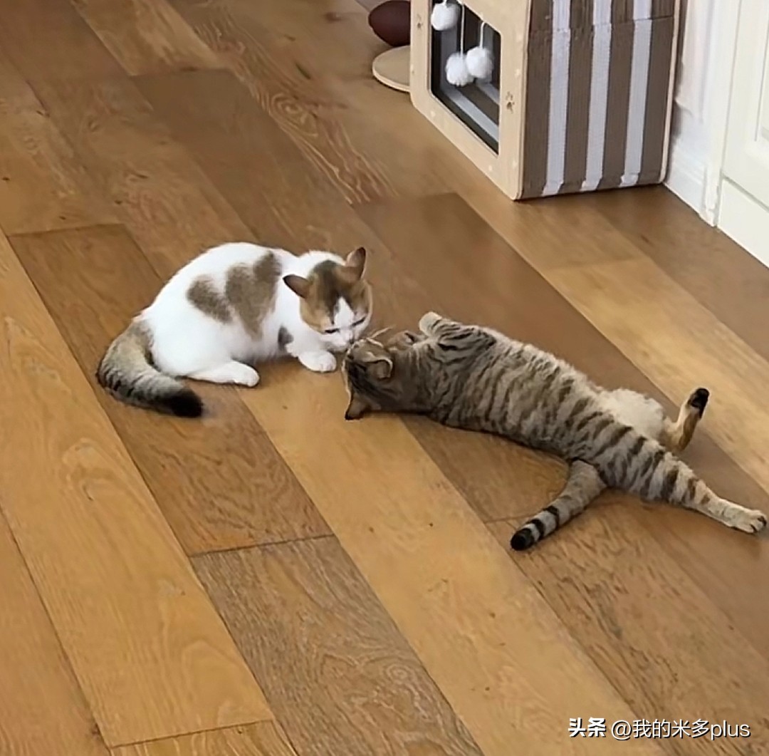 张馨予晒家里两猫一狗，何捷穿大裤衩出镜，给小猫咪梳毛超有爱插图1