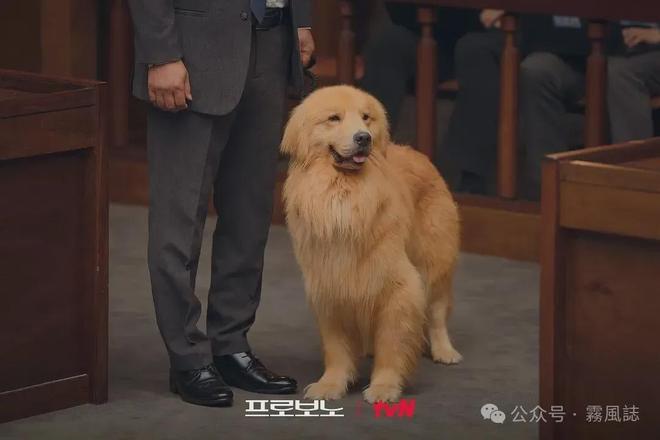 《公益律师》百度云网盘资源下载[HD-MP4][阿里云盘][高清]插图2